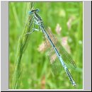 Platycnemis pennipes - Blaue Federlibelle 04.jpg